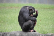 一只黑猩猩图片