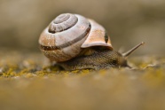 小蜗牛可爱摄影图片