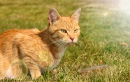 草地上呆萌小猫图片