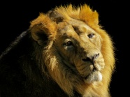 狮子头部肖像特写图片