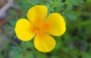 漂亮黄色花朵摄影图片