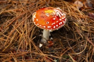 野生飞木耳毒蘑菇图片
