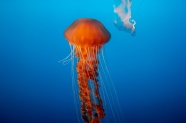 水母海底摄影图片