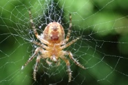 知网的大蜘蛛图片