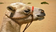 沙漠骆驼头部特写图片