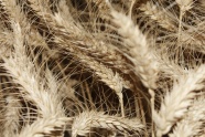 小麦成熟麦穗特写图片
