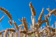 麦子麦穗成熟图片