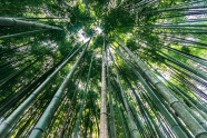 绿色竹子林景观图片