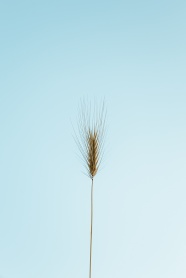 小麦穗PPT背景图片