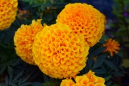 橙色菊花花朵图片