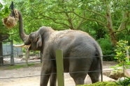 动物园大象表演图片