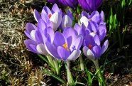 紫色番红花鲜花图片