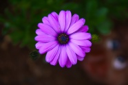 紫色菊花花朵摄影图片
