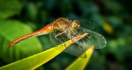 蜻蜓栖息图片