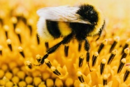 蜜蜂采蜜特写图片