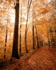 秋季树林美景图片