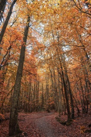 秋天树林唯美风景图片