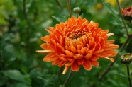 橙色菊花绽放图片