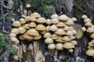 树桩上的小蘑菇图片