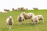 绵羊羊群放牧图片
