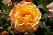 橙黄色玫瑰花朵图片