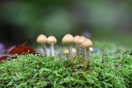 森林草地蘑菇朵图片