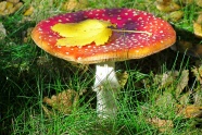 草地飞木耳红蘑菇图片