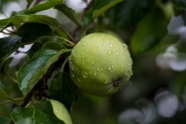 雨后绿色苹果图片