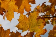 秋天黄树叶景观图片