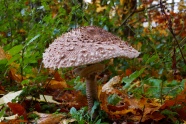 食用森林蘑菇图片