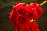 火红玫瑰花朵开放图片