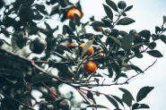 树枝上的新鲜橘子图片