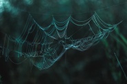 森林中蜘蛛网图片