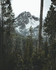 雪域高山树林图片