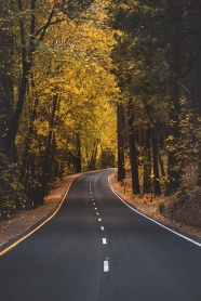 秋天树林公路图片