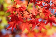 秋天漂亮红枫叶摄影图片