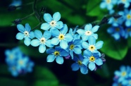 蓝色勿忘我花朵图片
