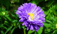 紫色翠菊花朵图片