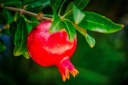 红色水果石榴图片