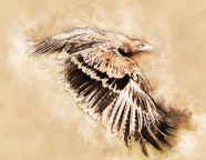雄鹰展翅绘画图片