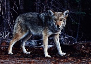 野狼绘画肖像图片