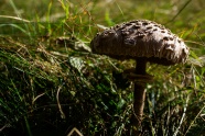草甸蘑菇图片