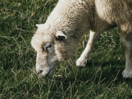 可爱的绵羊吃草图片