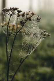 枯萎植物上的蜘蛛网图片