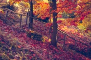 秋季红树林图片