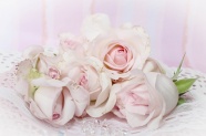 淡雅粉色玫瑰花图片