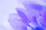 紫色花卉微距图片