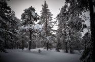 森林树木地面积雪图片