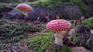 森林自然蘑菇图片