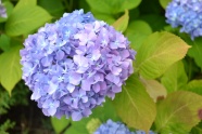 淡蓝色绣球花簇图片